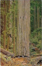 Giant california redwood for sale  Portland