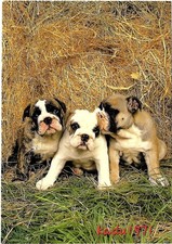 Usado, 543) AK - Junge englische Bulldoggen, English Bulldogs Dog, Tier Hunde Postkarte comprar usado  Enviando para Brazil