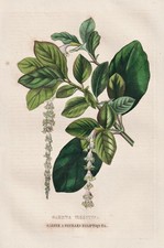 Garrya elliptica california usato  Spedire a Italy