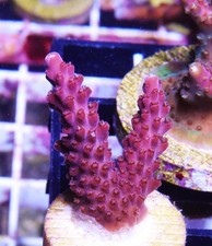 Crown royal acropora for sale  Thousand Oaks