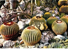 Flowers plants cactus d'occasion  Expédié en Belgium