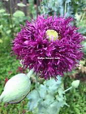 Poppy double blooms for sale  Sevierville