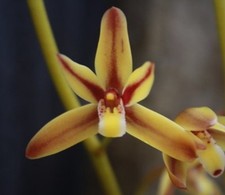 Cymbidium rectum orchid for sale  New Orleans