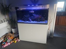Red sea reefer for sale  CANTERBURY