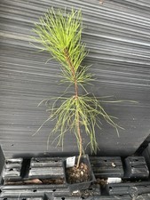 loblolly pine for sale  Martin