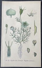 Botanique nigelle champs d'occasion  Limoges-