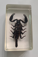 Asiatischer waldskorpion acryl gebraucht kaufen  Pluwig