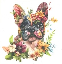 Frenchie französische bulldog gebraucht kaufen  Langendorf