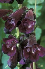 Perennial penstemon raven for sale  MARCH