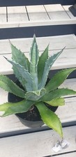 American agave. grown for sale  DORCHESTER