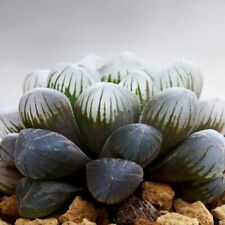 Haworthia cooperi 5.5cm for sale  IPSWICH