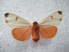 Entomologie arctiidae actia d'occasion  Cuise-la-Motte