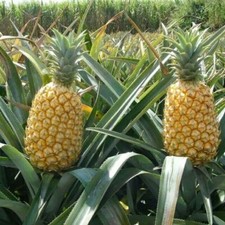 Queen pineapple seeds for sale  Spring City