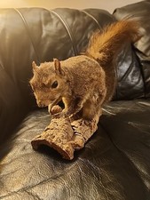 Gray squirrel taxidermy for sale  Glenville