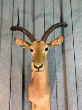Awesome east african for sale  Moorhead