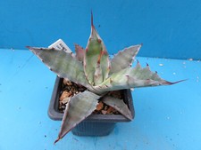 Agave colorata 10k for sale  BIRMINGHAM
