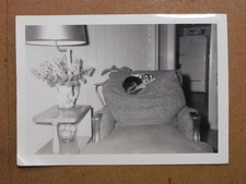 Chihuahua lying back for sale  North Grosvenordale