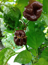 Chocolate trinidad moruga for sale  BRIERLEY HILL