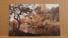 Postcard unposted surrey for sale  ROSSENDALE