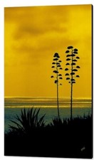 Ocean sunset agave for sale  High Point