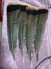 Wild turkey merriam for sale  Madison Lake