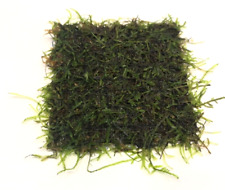 Java moss pad for sale  PLYMOUTH
