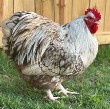 old english game bantams for sale  Southaven