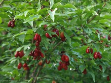 Cornelian cherry dogwood for sale  Elko