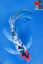 pond fish for sale pond fish for sale Claudville