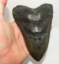 Dent fossile requin d'occasion  France