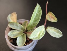 Hoya argentea princess gebraucht kaufen  Berlin