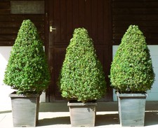 Real box cone for sale  WADHURST