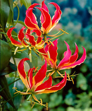 Semi gloriosa superba usato  Monreale