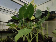 Leucocasia gigantea thailand for sale  HOLT