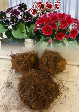 Gloxinia mixed tuberous for sale  ALFRETON