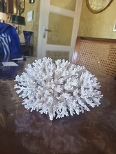 Joli corail blanc d'occasion  Nouzonville