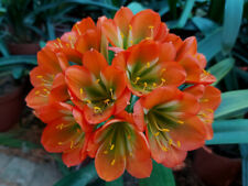 Clivia 81 d'occasion  Basse-Goulaine