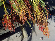 Seeds corn broom for sale  Phoenix