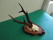 Beau trophee chevreuil d'occasion  France