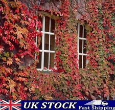 Boston ivy seeds for sale  LONDON