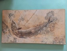 Geprägter fossil fisch gebraucht kaufen  Neuburg a.d.Donau