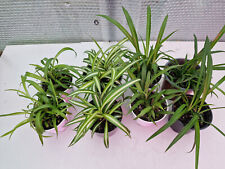 Spider plants set for sale  LONDON