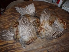 Beautiful fanned pheasant for sale  Hosmer