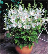 Dwarf lavatera clementii for sale  PRESTON