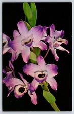 Cartolina hawaii dendrobium usato  Spedire a Italy