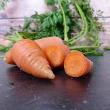 Organic carrot oxhella for sale  GRIMSBY