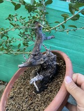Pre bonsai olivastro usato  Modica