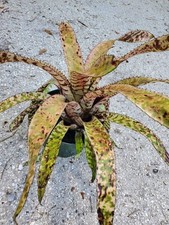 Bromeliad aechmea orlandiana for sale  Arcadia