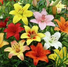 Lilium asiatic lily for sale  Fairview