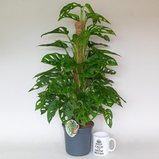 Monstera plant 60cm for sale  SPALDING